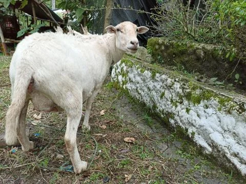 Female lamb in gestation process Stock Photos