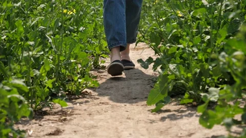 Female legs walking on a field ground among green rapeseed plants countryside na Stock Footage 190867014