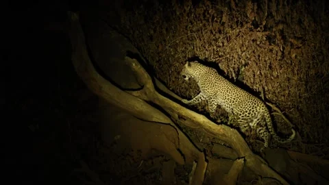 A female leopard climbs up a huge tree branch in the spotlight at night in the Video stock 345175867