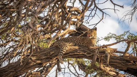Female Leopard Feeding In Tree During Sunset, Savuti Plains Botswana. Stock Photos
