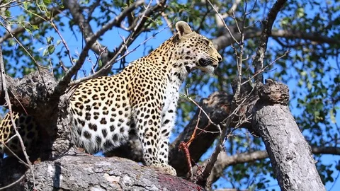 Female leopard with full belly keeps a lookout from within a Mareola tree Stock Footage 99348291