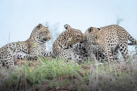 A female leopard, Panthera pardus, and her two cubs groom each other on a ter Stock Photos