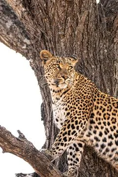 Female leopard, Panthera pardus, in tree. Stock Photos