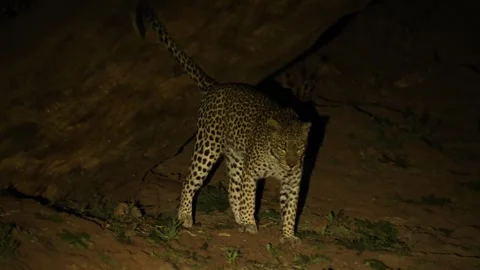 A female leopard sniffs the trunk of a huge tree before scent-marking it at Video stock 345175680