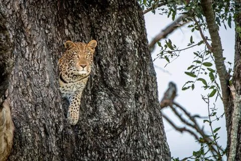 A female Leopard starring at the camera. Stock Photos