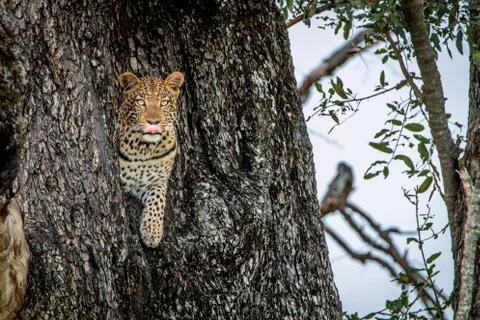 A female Leopard starring at the camera. Stock Photos