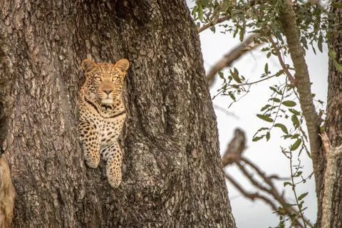 A female Leopard starring at the camera. Stock Photos