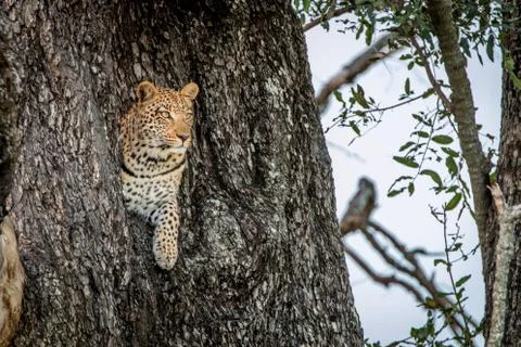 A female Leopard starring from a tree. Stock Photos