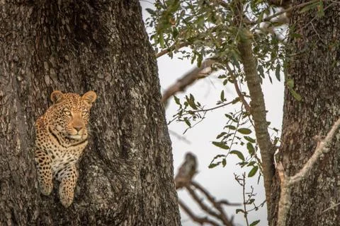 A female Leopard starring from a tree. Foto stock