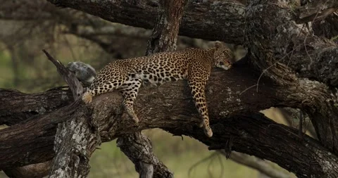 Female leopard on Tree with Monkey Kill Stock-Footage 330738118