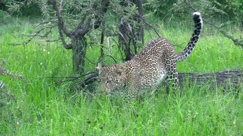 A female leopard walking on the grassy fields of the Masai Mara, Kenya Stock Footage 125653706