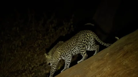 A female leopard walks carefully down a huge tree branch in the spotlight at Video stock 345175859