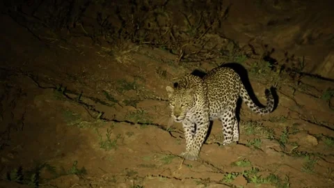 A female leopard walks through the night, illuminated by a spotlight against Video stock 345176013