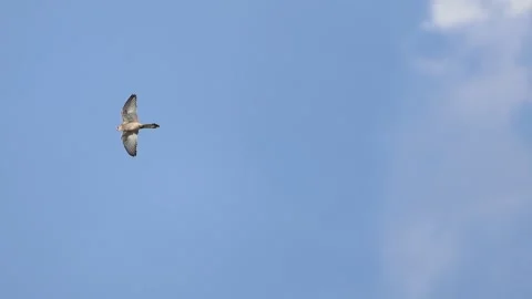 Female Lesser Kestrel Hovering in Mid-Air - Endangered Species, Cyprus Stock Footage 333478414