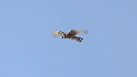Female Lesser Kestrel Hovering in Mid-Air - Endangered Species, Cyprus Stock Footage 333478825