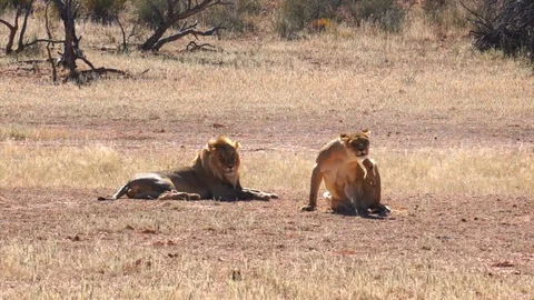 Female lion attacks male lion. Kgalagadi... | Stock Video | Pond5