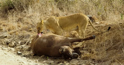 Female lion eats and rips flesh off dead buffalo. Prey and predators in Stock Footage 244046232
