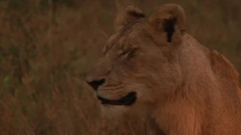 Female Lion Stock-Footage 33466507