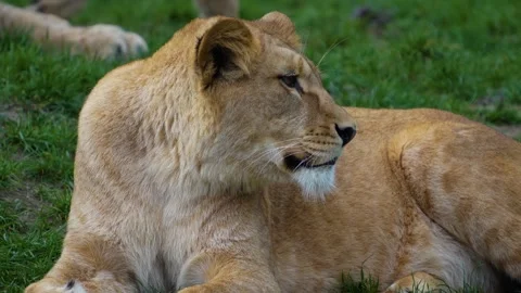 Female lion Stock Footage 270937506