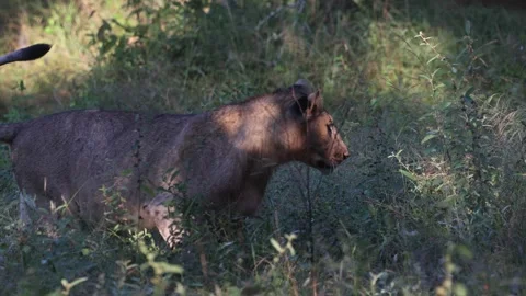Female lion Stock Footage 334572271