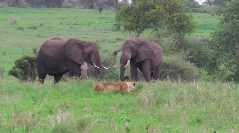 Female lion hunting Stock Footage