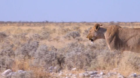 A female lion hunts on the savannah plain of Africa with springbok antelope all Stock-Footage 106017553