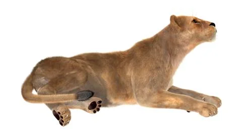 Female Lion Stock Illustration
