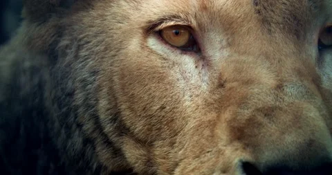 Female lion looking at the camera 库存影片 150400968