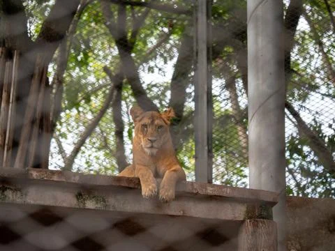 A female lion looking into the camera Stock Photos