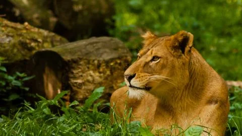 Female lion Stock Photos