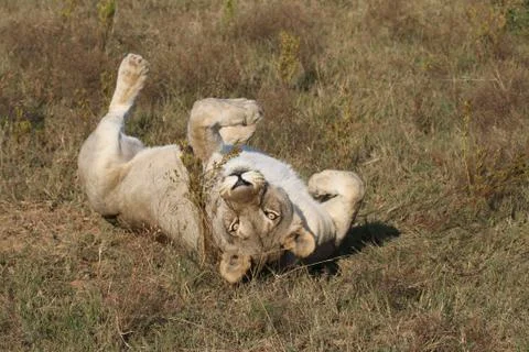 Female lion playing Stock Photos