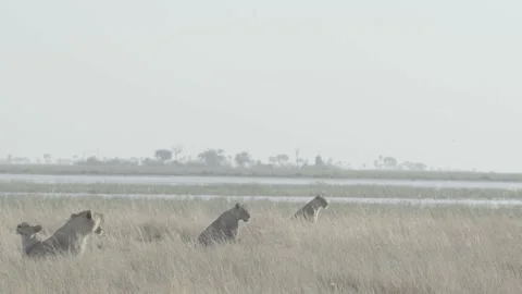 Female lion pride lying in long grass Stock Footage 131244580