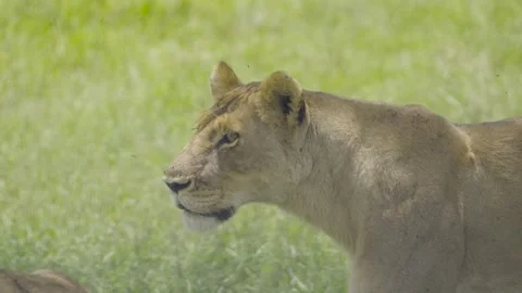 Female Lion Walking Stock Footage 289307047