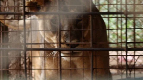 Female Lioness in cage looking at the camera Stock Footage 128643911