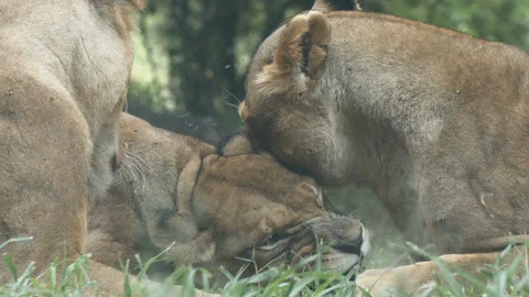 Female lioness in a pride Stock Footage 128644789