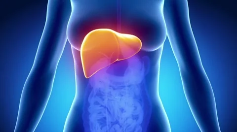 Female LIVER anatomy in blue x-ray loop Stock Footage