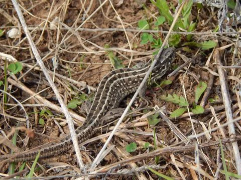 Female Lizard Quick Foto stock