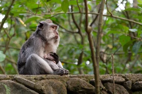 Female long tailed monkey thinking deeply as she breastfeeds her baby Stock Photos