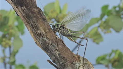 Female long-winged wart-biter perched on wooden branch and fluttering wings, 動画素材 340057464