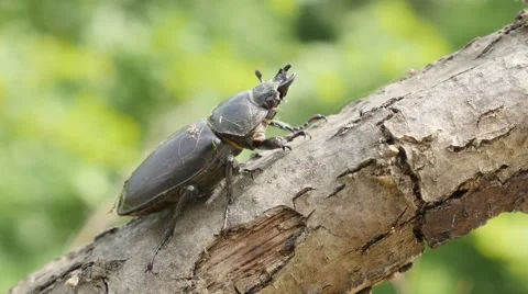 Female of Lucanus cervus beetle on tree branch 4K 2160p UltraHD footage - Sta Video stock 53862148