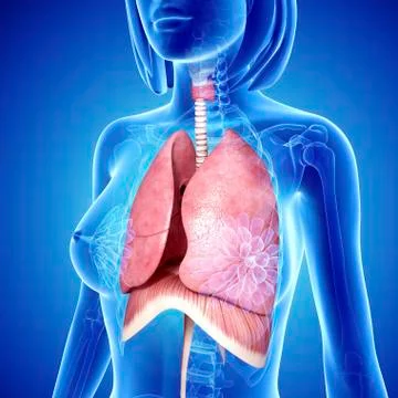 Female lungs; artwork Stock Illustration