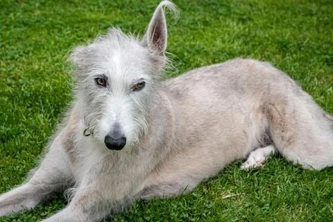 Female Lurcher Looking Camera Stock Photos