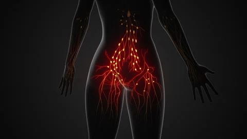 Female lymphatic system anatomical structure Stock Footage 254002823