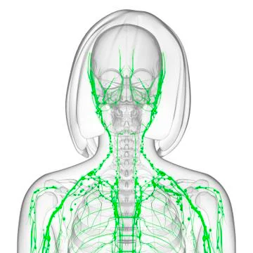 Female lymphatic system; artwork Stock Illustration