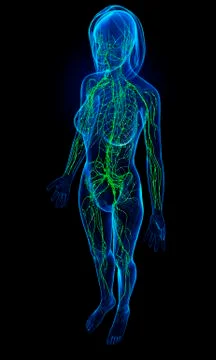 Female lymphatic system; artwork Stock Illustration