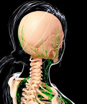 Female lymphatic system, artwork Stock Illustration