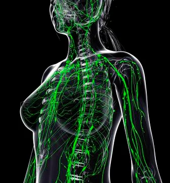Female lymphatic system, artwork Stock Illustration
