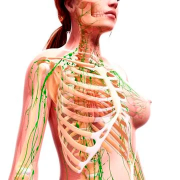 Female lymphatic system, artwork Stock Illustration