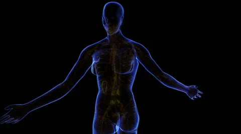 Female Lymphatic System Vídeo Stock 63207822