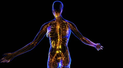 Female Lymphatic System 스톡 동영상 63207880